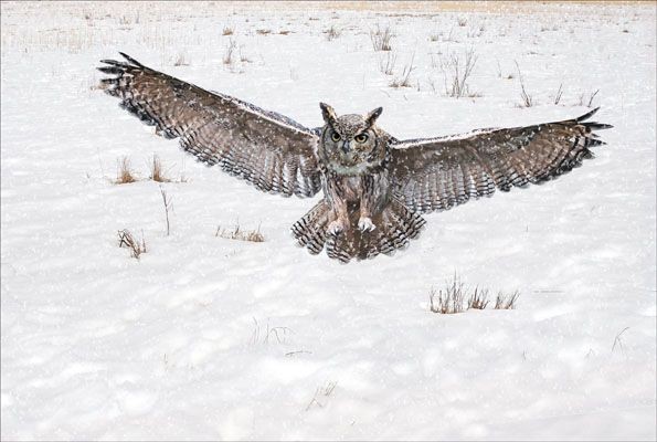 Eagle Owl in Snowstorm by Ann Miles