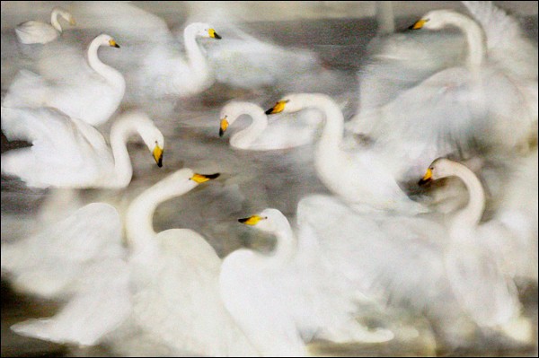 Swans by Floodlight by Ann Miles