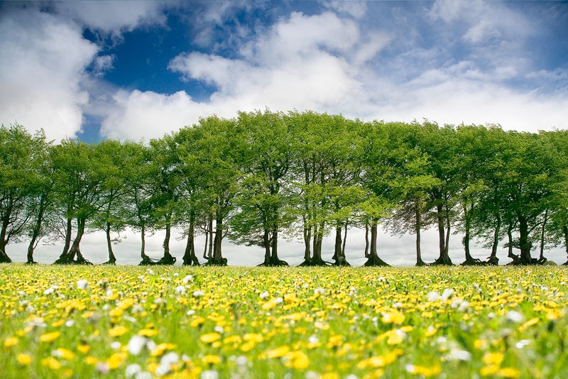 Roots Manouever by David Clapp Captured in Somerset UK