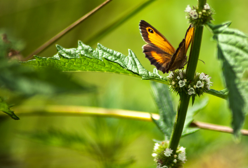 Butterfly by Paul Chapman