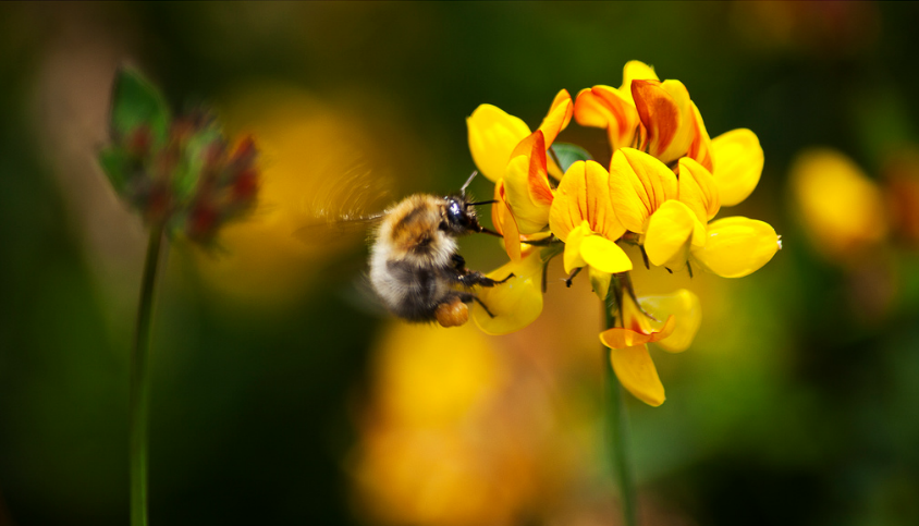 Buzzin' by Paul Chapman