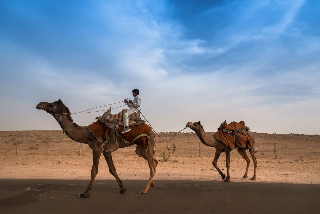 Kannan Muthuraman, Camel, Jaisalmer, India.