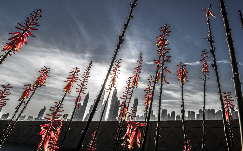 Francis Cox, Flowers and Sky Above.