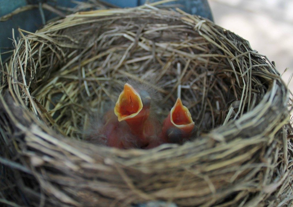 Two hungry birds in a nest by Hannah Smith