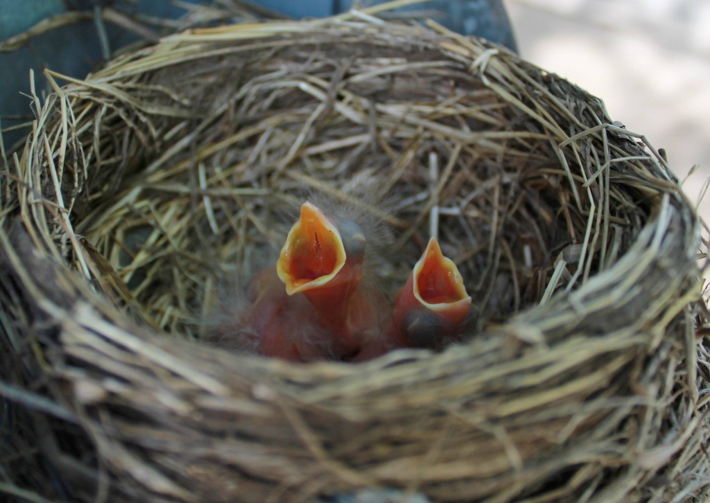 Two hungry birds in a nest by Hannah Smith