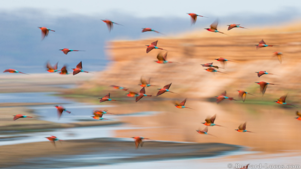 A blurry photograph of Carmine Birds taken by Will Burrard Lucas