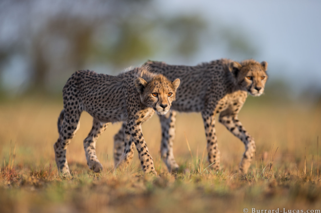 Photograph of Cheetah Cubs taken by Will Burrard Lucas