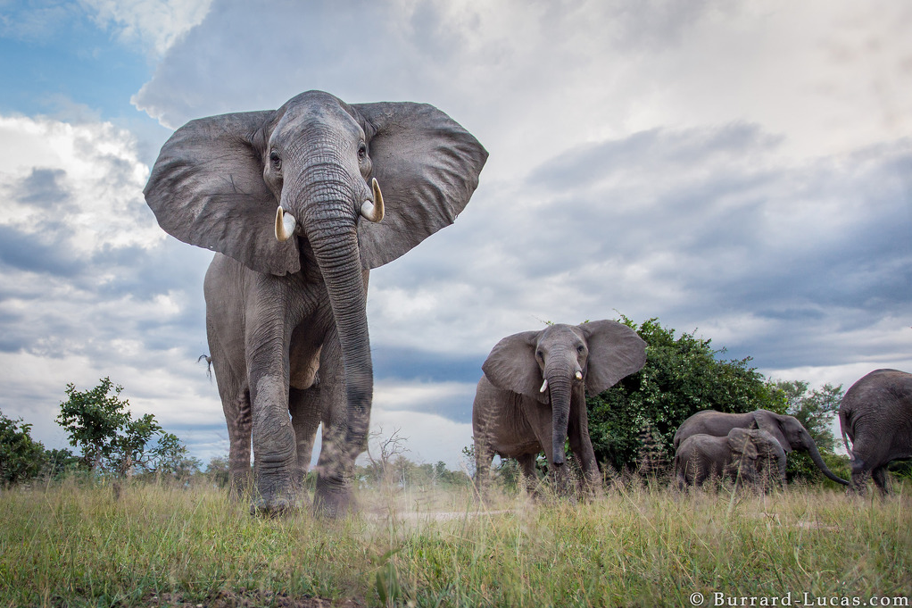 A photograph of Elephants taken by Will Burrard Lucas