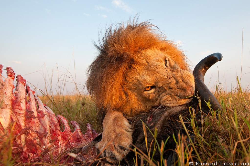 Photograph of a male lion eating a wildebeest in Kenya’s Masai Mara National Reserve taken by Will Burrard Lucas