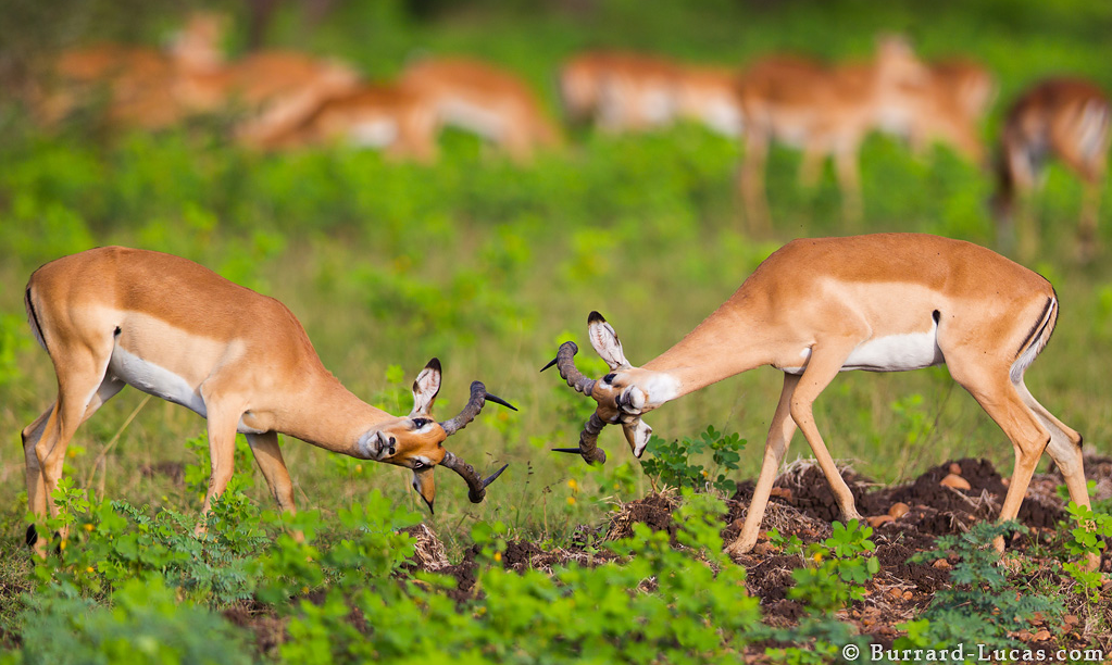 A photograph of an Impala Fight by Will Burrard LucasImpala Fight taken by Will Burrard Lucas