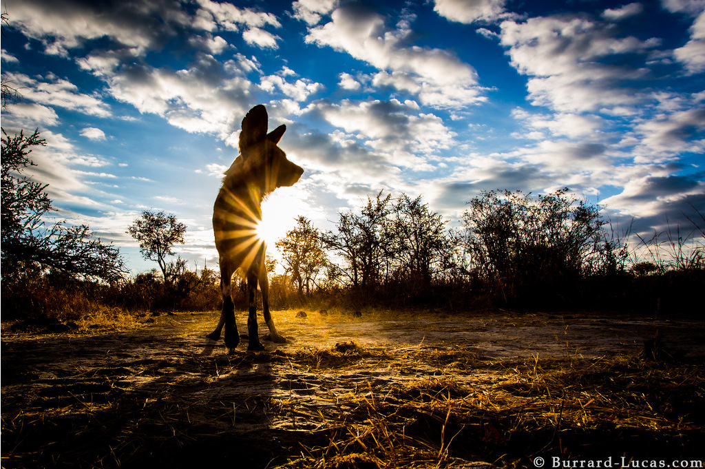 Photograph of African Wild Dogs taken by Will Burrard Lucas