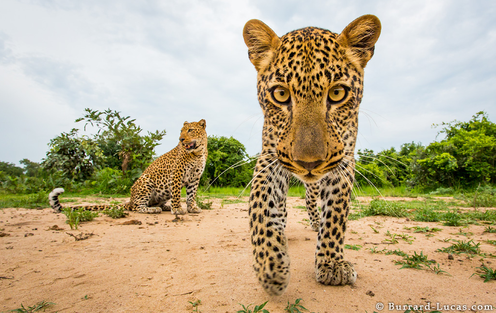 A photograph of a Leopard Staring into the camera taken by Will Burrard Lucas