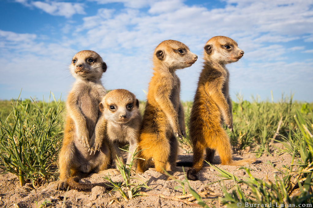 A photograph of Meerkat Babies taken by Will Burrard Lucas