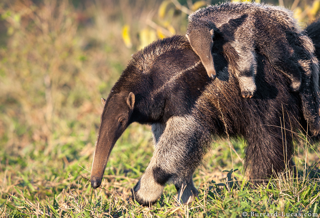 Photograph of a Mother & Baby Anteater taken by Will Burrard Lucas