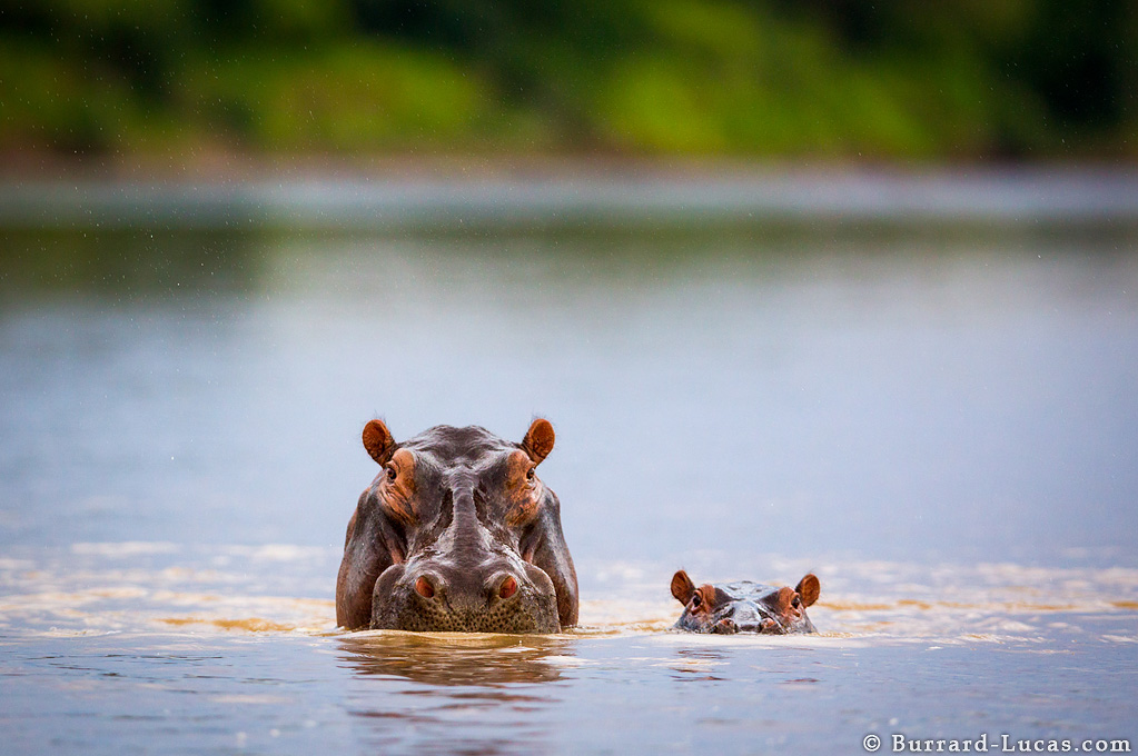 Photograph of a Mum & Baby Hippo taken by Will Burrard Lucas