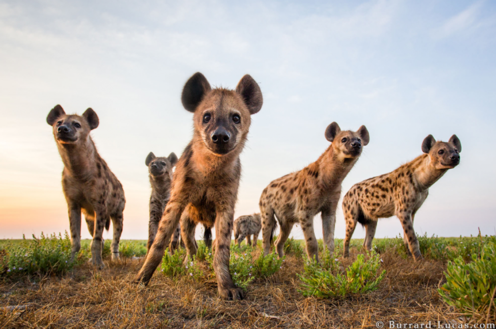 A photograph of a clan of hyenas taken by Will Burrard Lucas