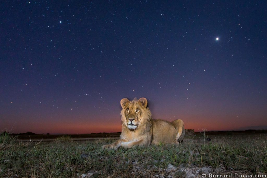 Photograph of a lion at Twilight taken by Will Burrard Lucas