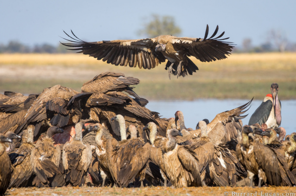 Photograph of a Vulture Landing taken by Will Burrard Lucas