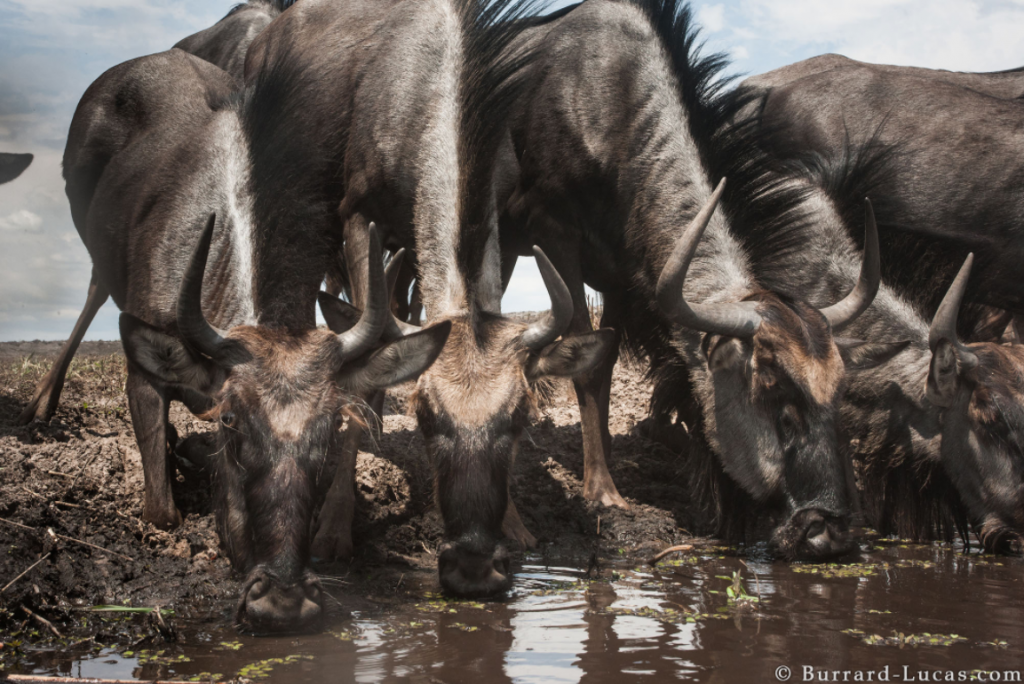 A photograph of Wildebeast drinking taken by Will Burrard Lucas