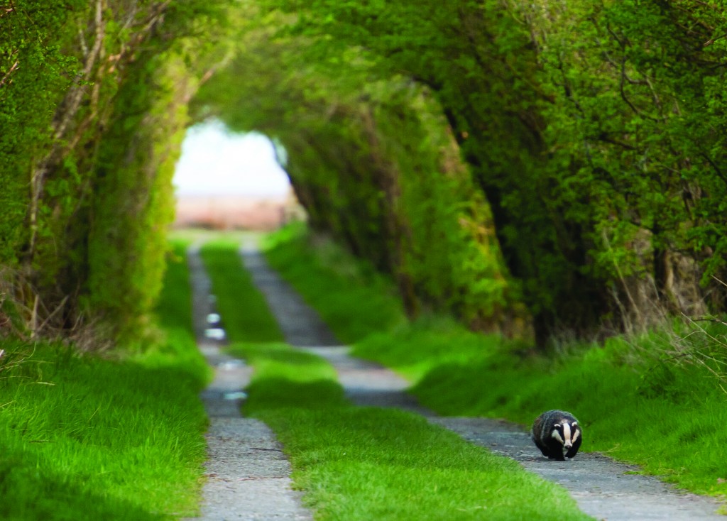 Dave Foker - Badger taking an evening stroll at Caerlaverock