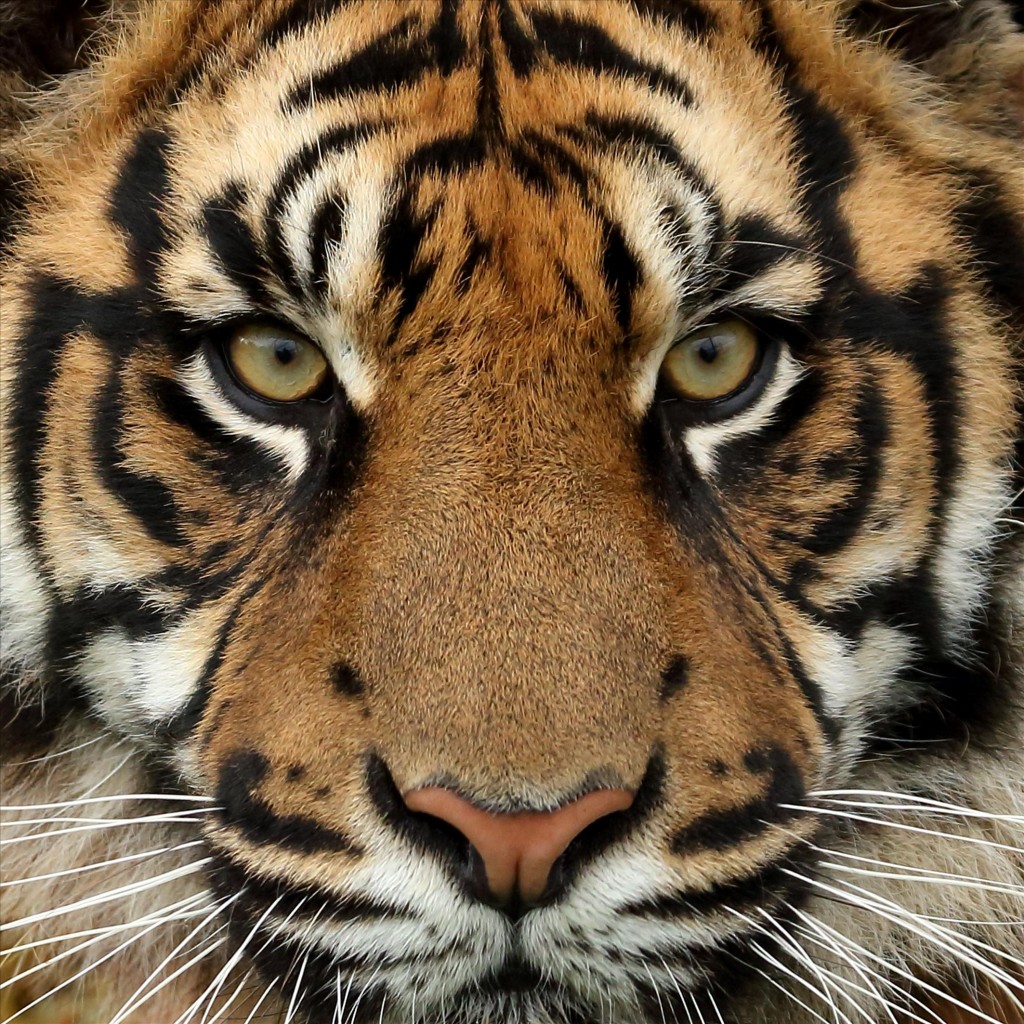 Eye Of The Tiger.Robin-Lowry.Kent.UK