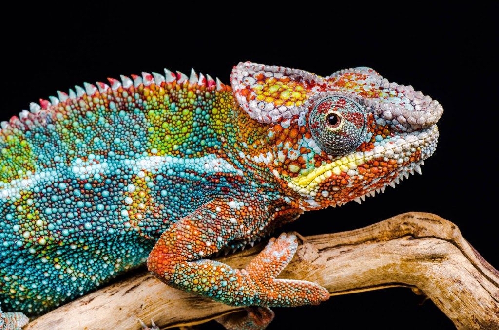 Ian Cook chameleon