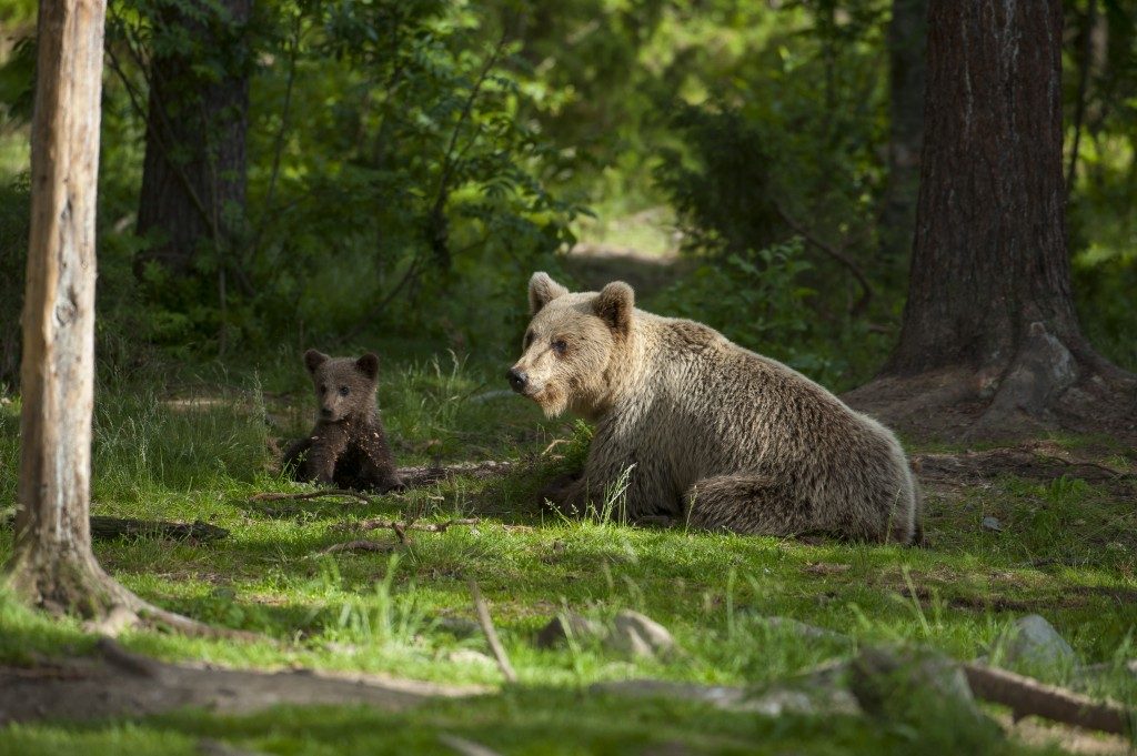 Eurasian Brown Bear.Janette-Hill.Russian Border