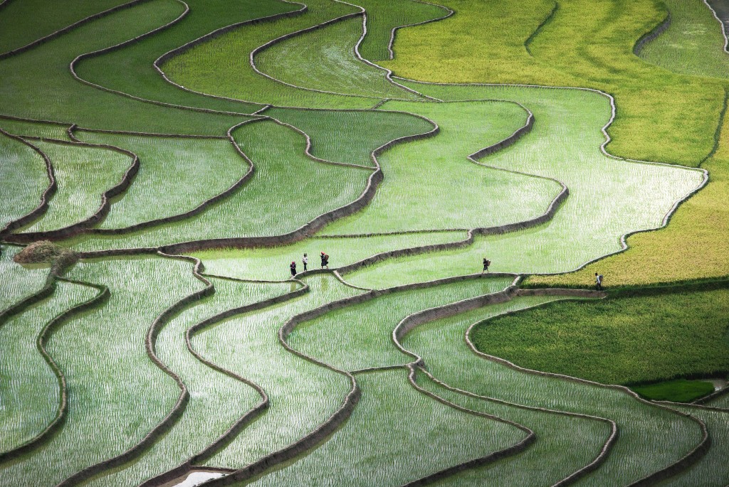 Quynh Anh Nguyen terrace-paddies-in-north-vietnam