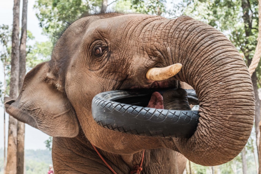 Sebastian Jacobitz, Street Photographer from Berlin and member of the collective Berlin1020 took this photo of an Elephant whilst visiting an elephant sanctuary in South East Asia