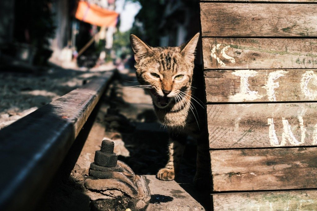 Railtrack Cat - LQ by Sebastian Jacobitz