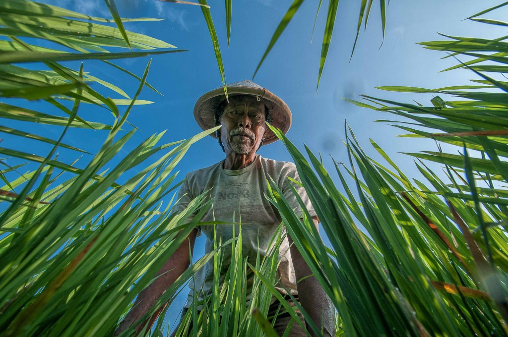 Bambang_Wirawan_Farmer