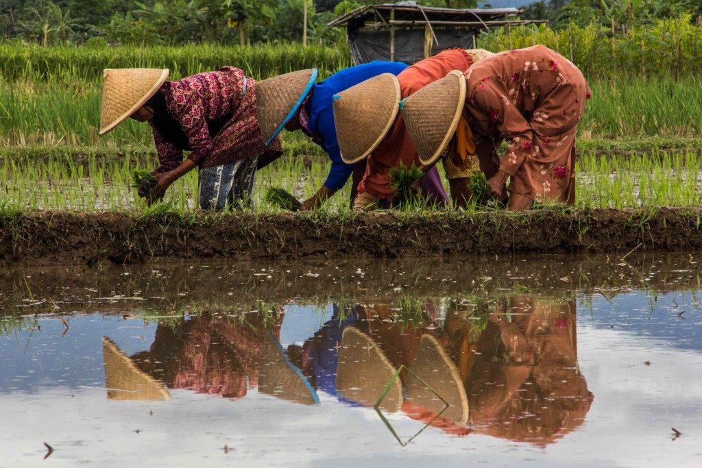 Erfani_Goran_-In-rice-field