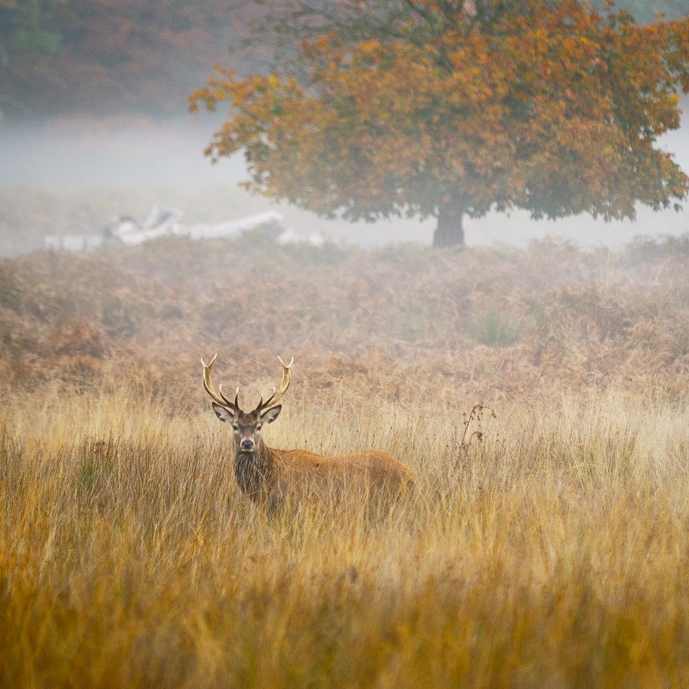 Fall by Pawel Prus